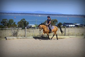 Compete a high level dressage