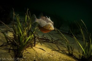 Underwater Photography