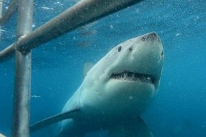 Face my Fear and do a Great White Shark Cage Dive