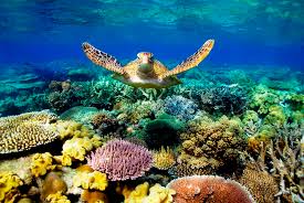 Snorkol and conqure the Great Barrier Reef