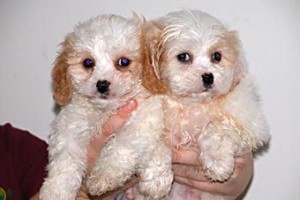 Buy a cavoodle puppy for my daughter.