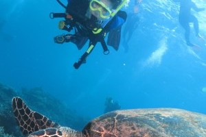 Scuba Dive with Humpback Whales