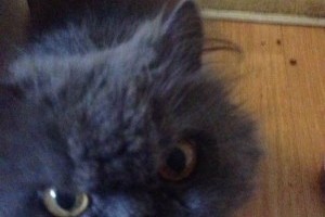Pay for some anger management classes for my cat