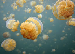 Go swimming in jellyfish lake in Palau