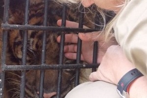 OneDay I will rescue 150 Tigers