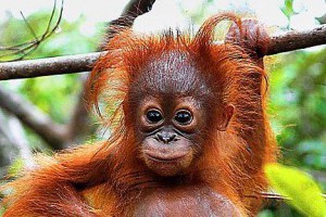 “hold a baby Orangutan” - Rebecca Holt