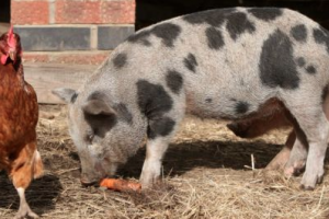 own a miniature pig called Hershall.