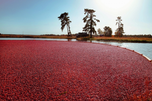 Go Cranberry Bogging!!