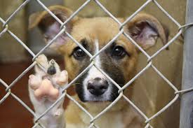  save a dog from an animal shelter