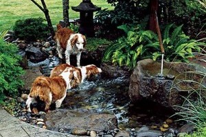 an amazing garden for my dogs