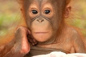 Volunteer with the Orangutan Project, based in Borneo.
