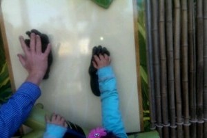 Monkey hand measuring at Perth Zoo