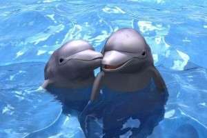 dolphin 2016
