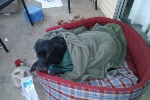 Old Mr Otis in his new coat and bed.