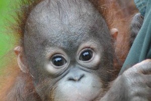 Volunteer with the Orangutan Project, based in Borneo.