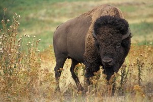 See American Bison at Yellowstone