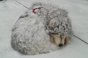 Snow doggys!
