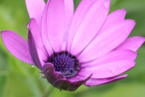 A flower from Mum's garden