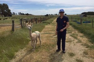 Walking alpacas!