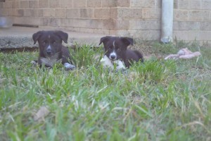Foster puppies Jax and Tearah